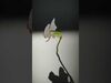 Orchid Models Collection _6