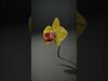 Orchid Models Collection _13