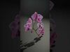 Orchid Models Collection _17