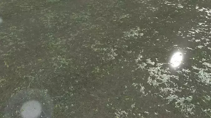 Water with algae and Plants 4