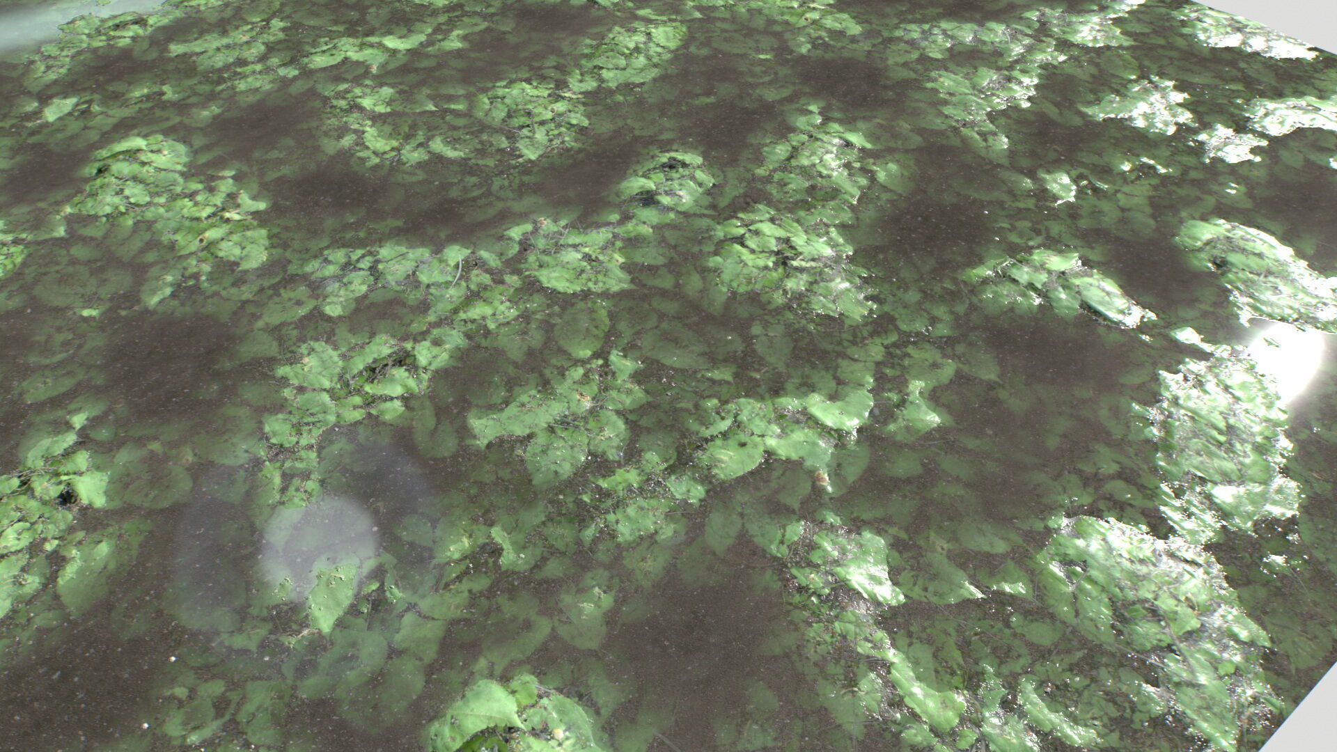 Water with algae and Plants 4 Texture_3