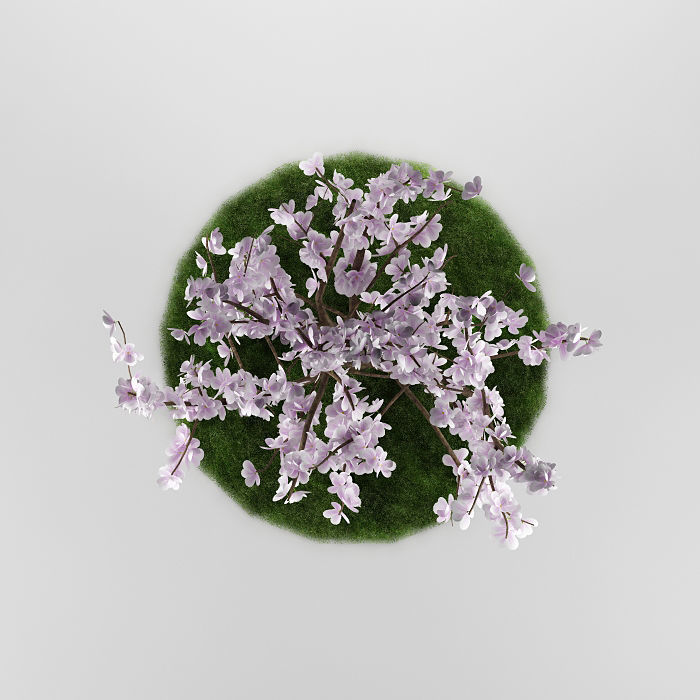 Flower tree magnolia 02 3D model_5