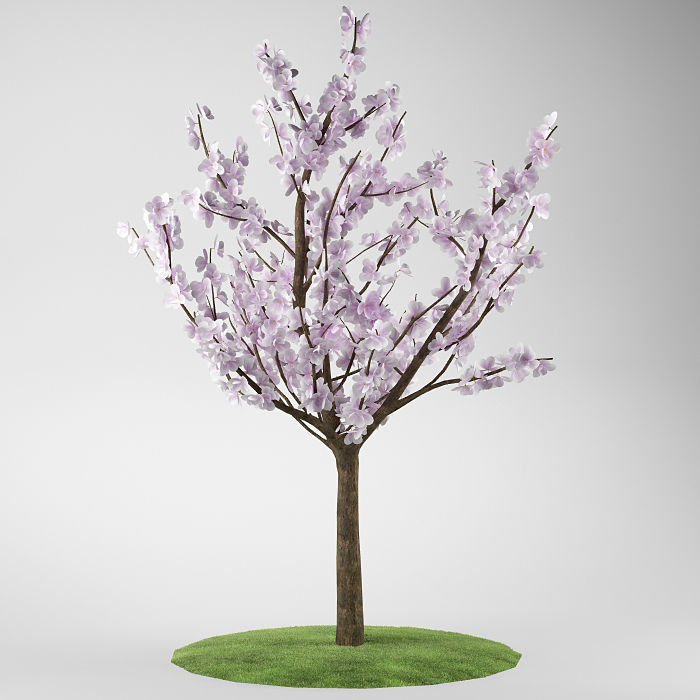 Flower tree magnolia 02 3D model_2