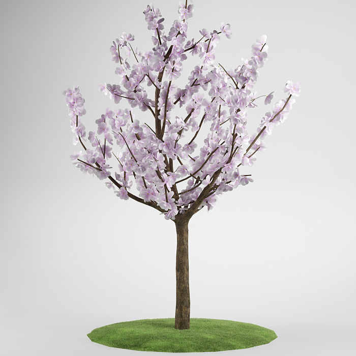 Flower tree magnolia 02 3D model_4