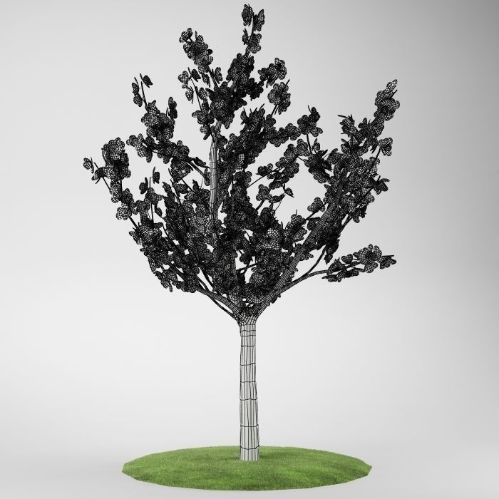Flower tree magnolia 02 3D model_6