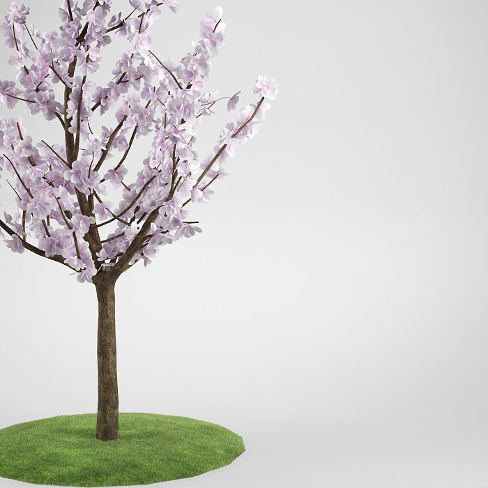 Flower tree magnolia 02 3D model_3