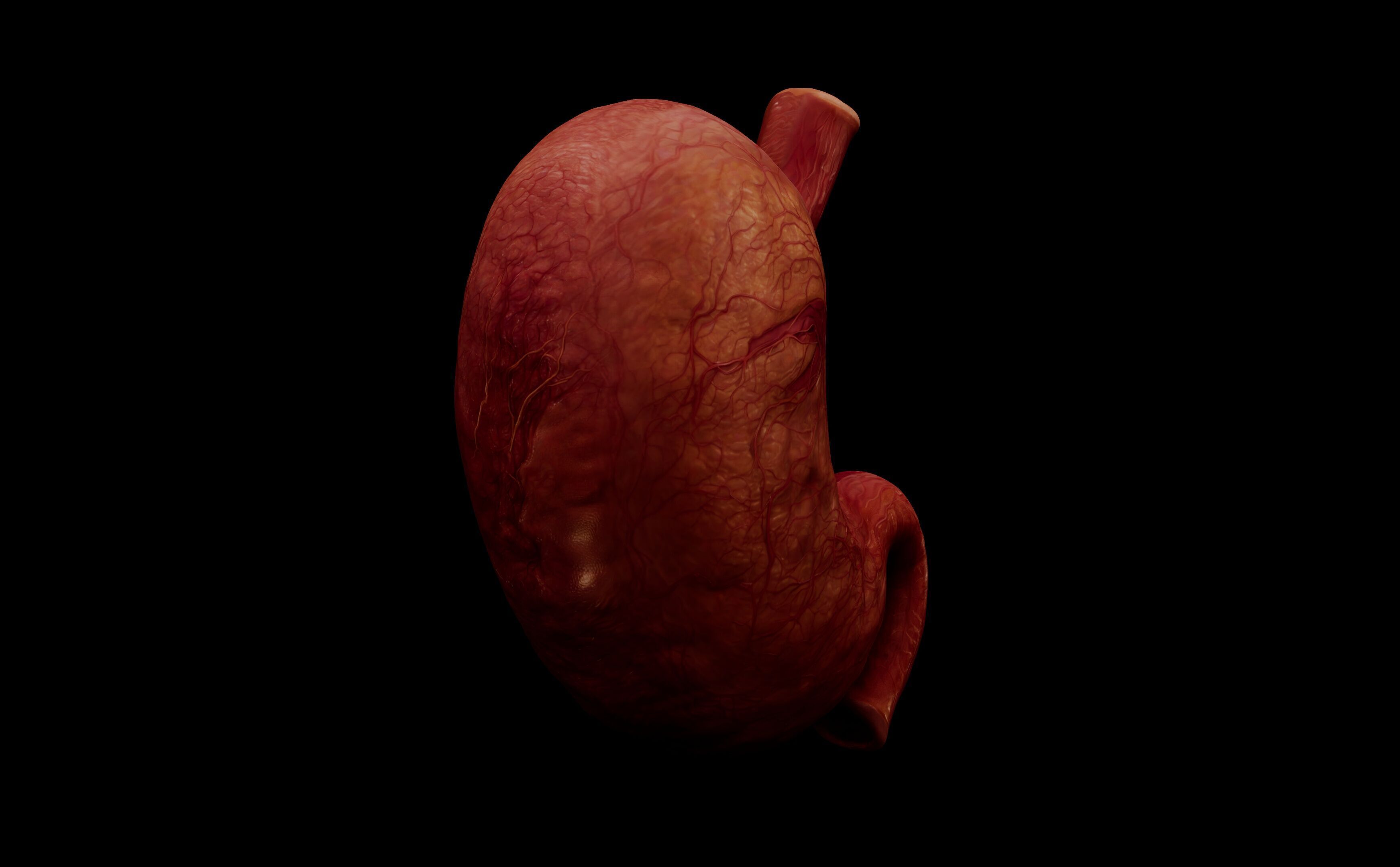 Realistic Human Stomach 3D Model Medical Anatomy Low-poly 3D model_18