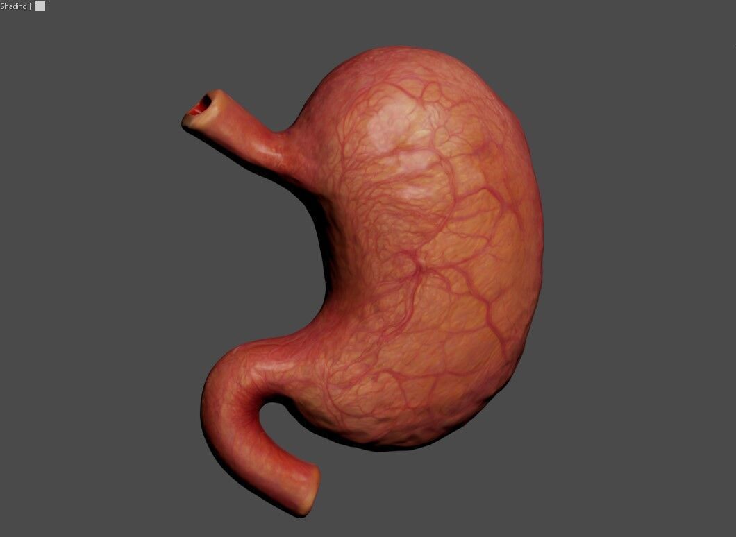 Realistic Human Stomach 3D Model Medical Anatomy Low-poly 3D model_13