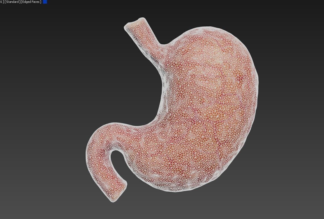 Realistic Human Stomach 3D Model Medical Anatomy Low-poly 3D model_16