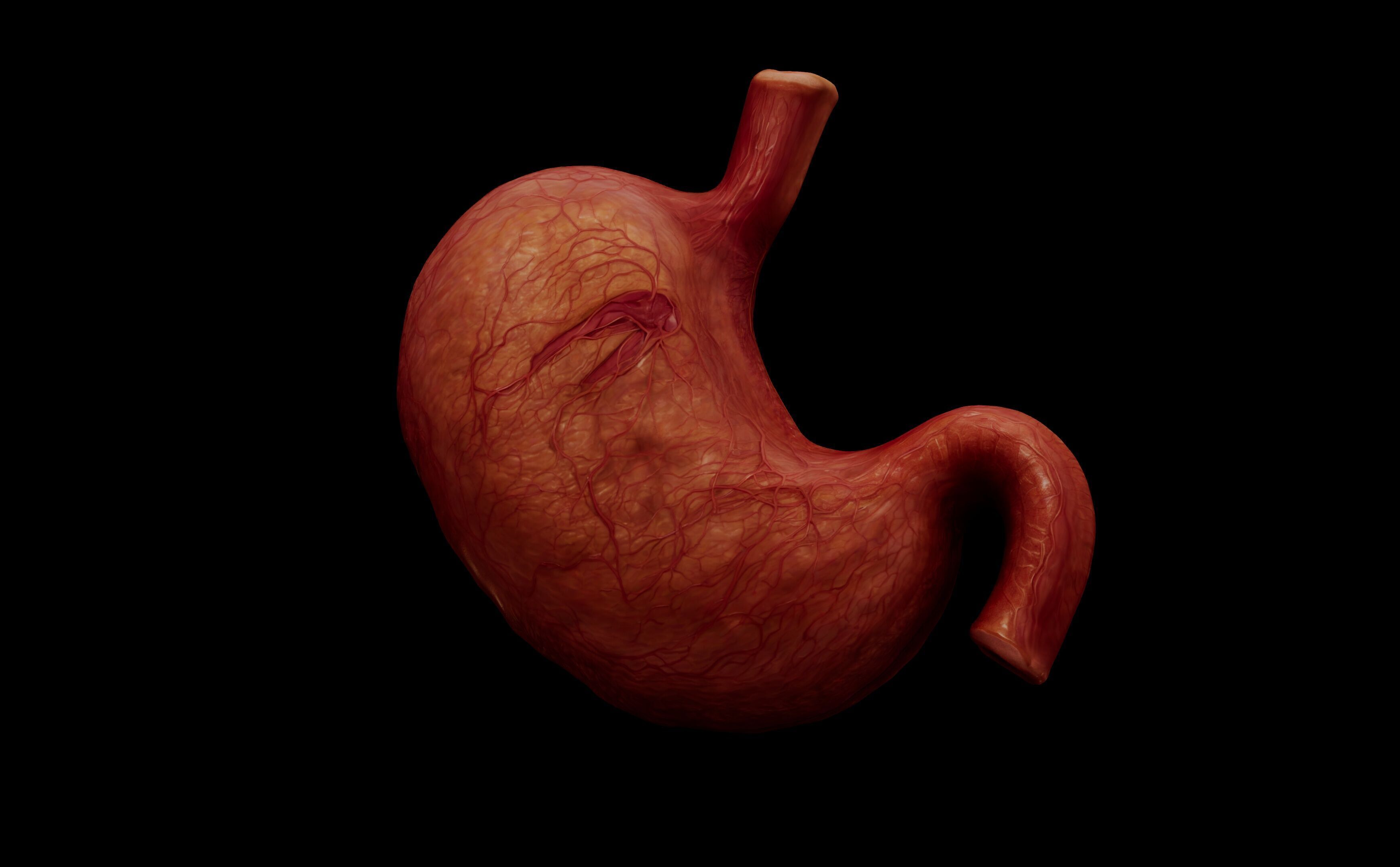 Realistic Human Stomach 3D Model Medical Anatomy Low-poly 3D model_1