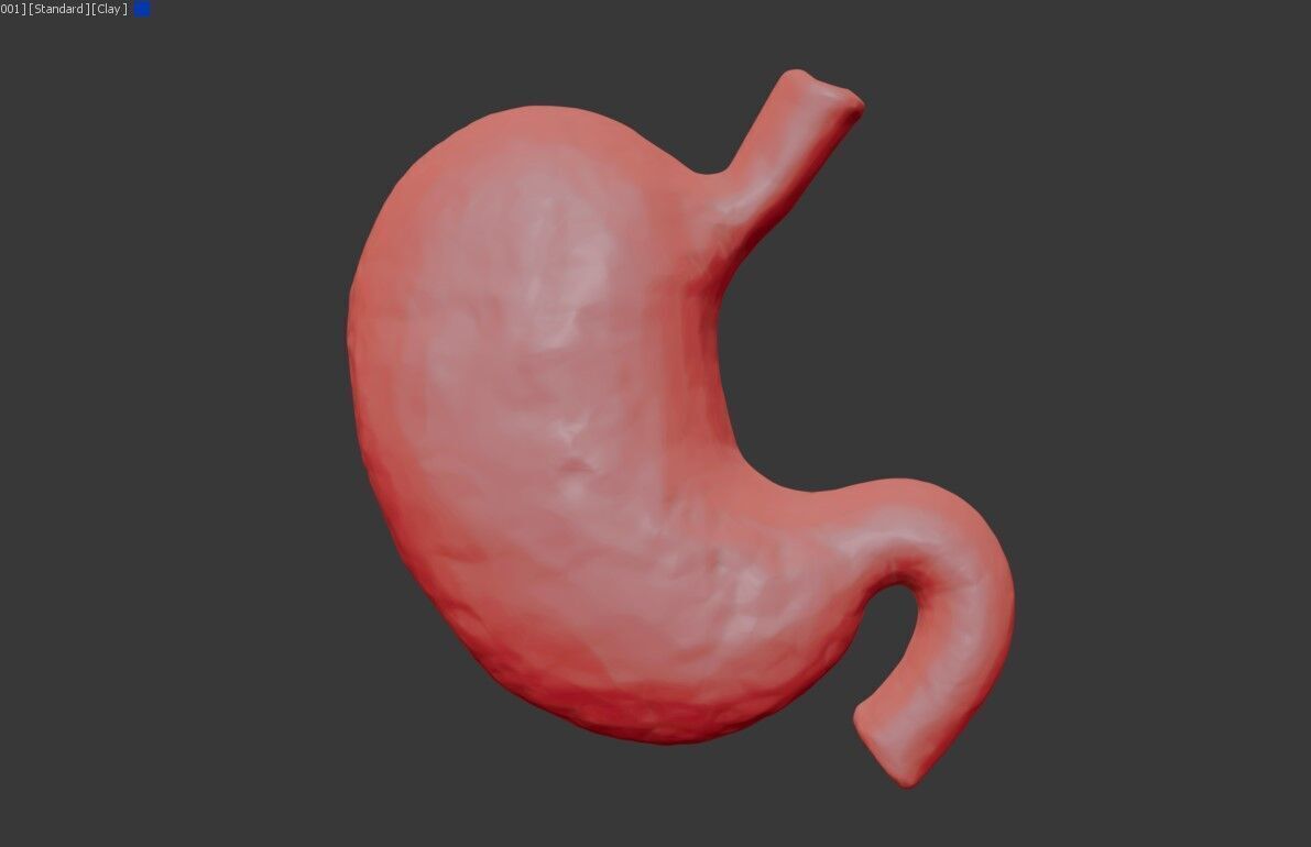Realistic Human Stomach 3D Model Medical Anatomy Low-poly 3D model_14