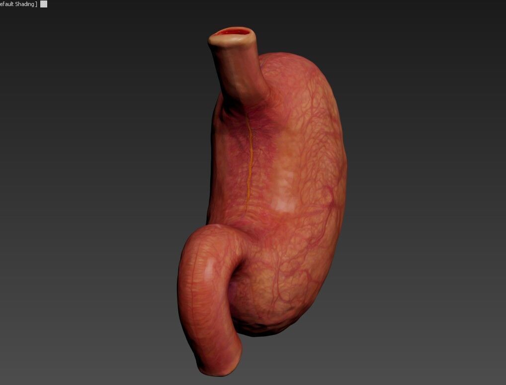 Realistic Human Stomach 3D Model Medical Anatomy Low-poly 3D model_8