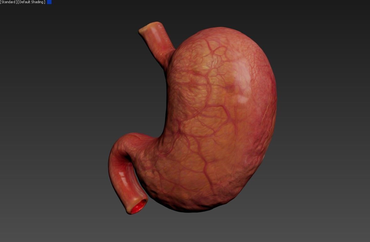 Realistic Human Stomach 3D Model Medical Anatomy Low-poly 3D model_9