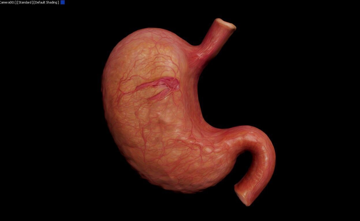 Realistic Human Stomach 3D Model Medical Anatomy Low-poly 3D model_5