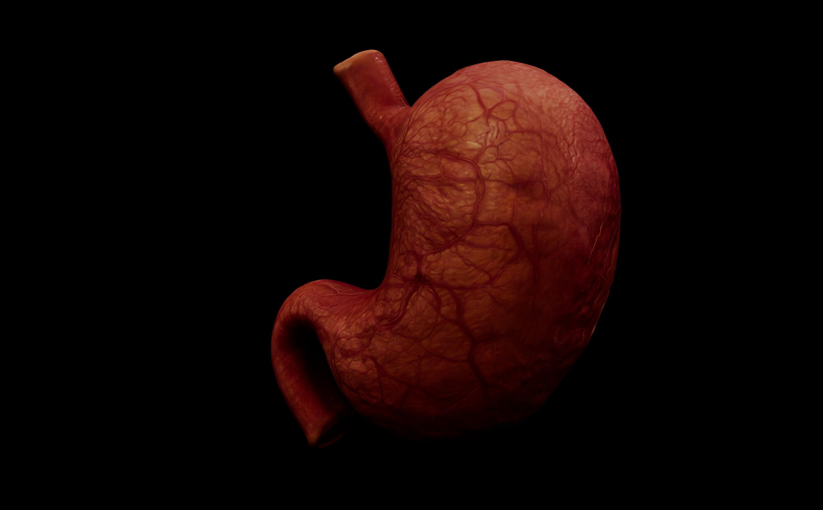 Realistic Human Stomach 3D Model Medical Anatomy Low-poly 3D model_4