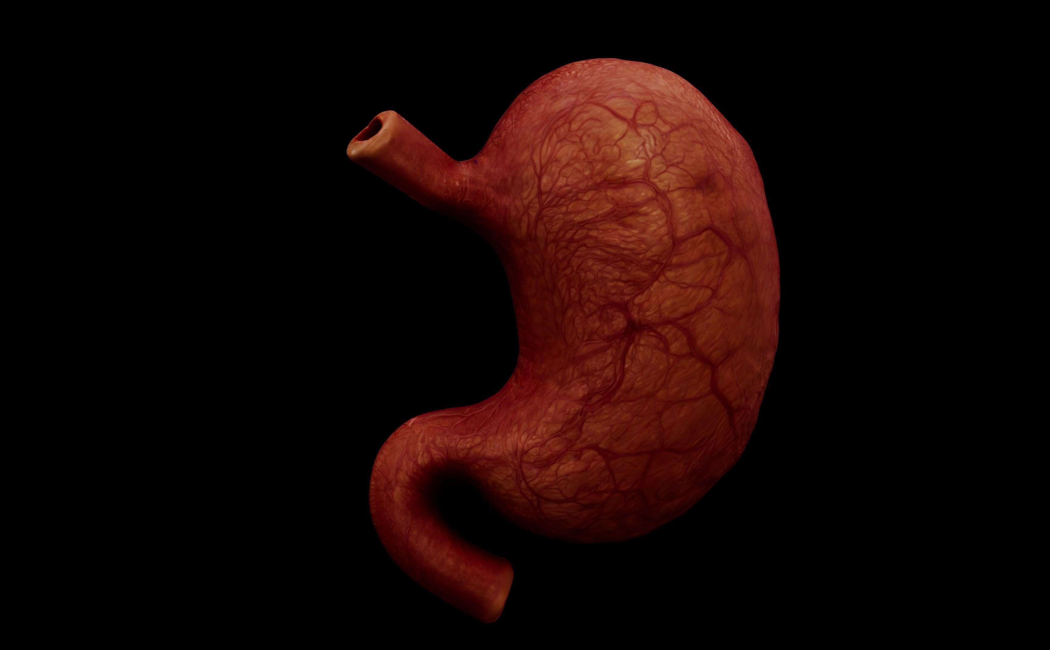 Realistic Human Stomach 3D Model Medical Anatomy Low-poly 3D model_7
