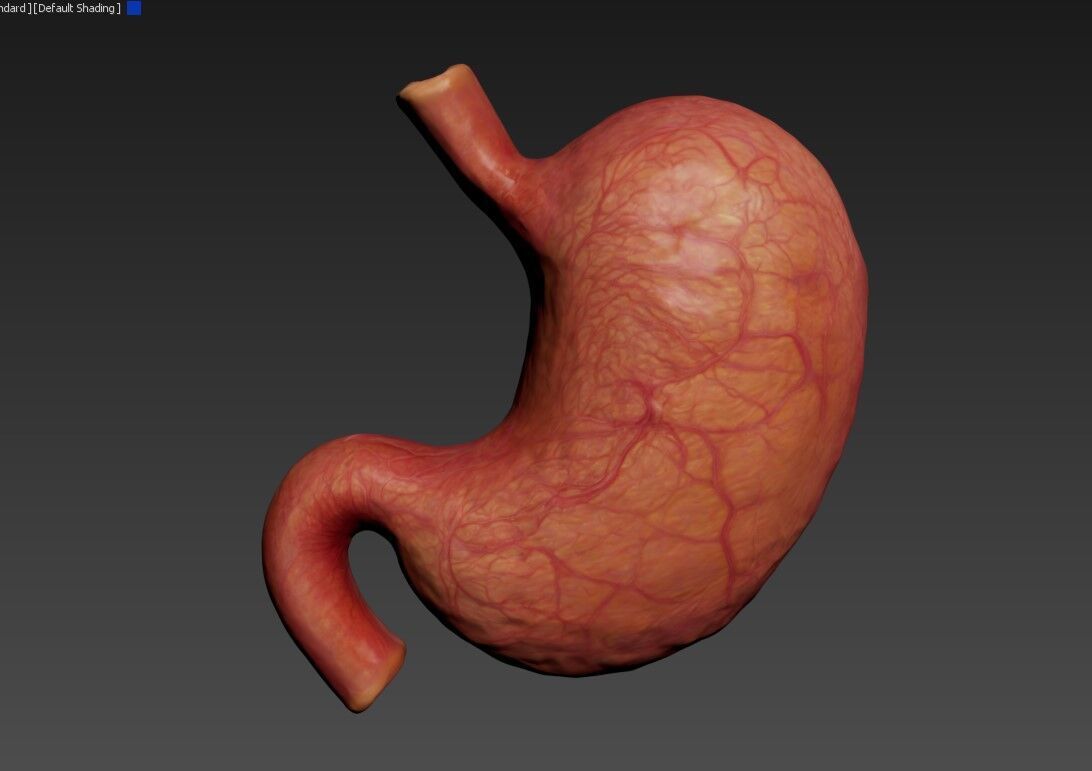 Realistic Human Stomach 3D Model Medical Anatomy Low-poly 3D model_17