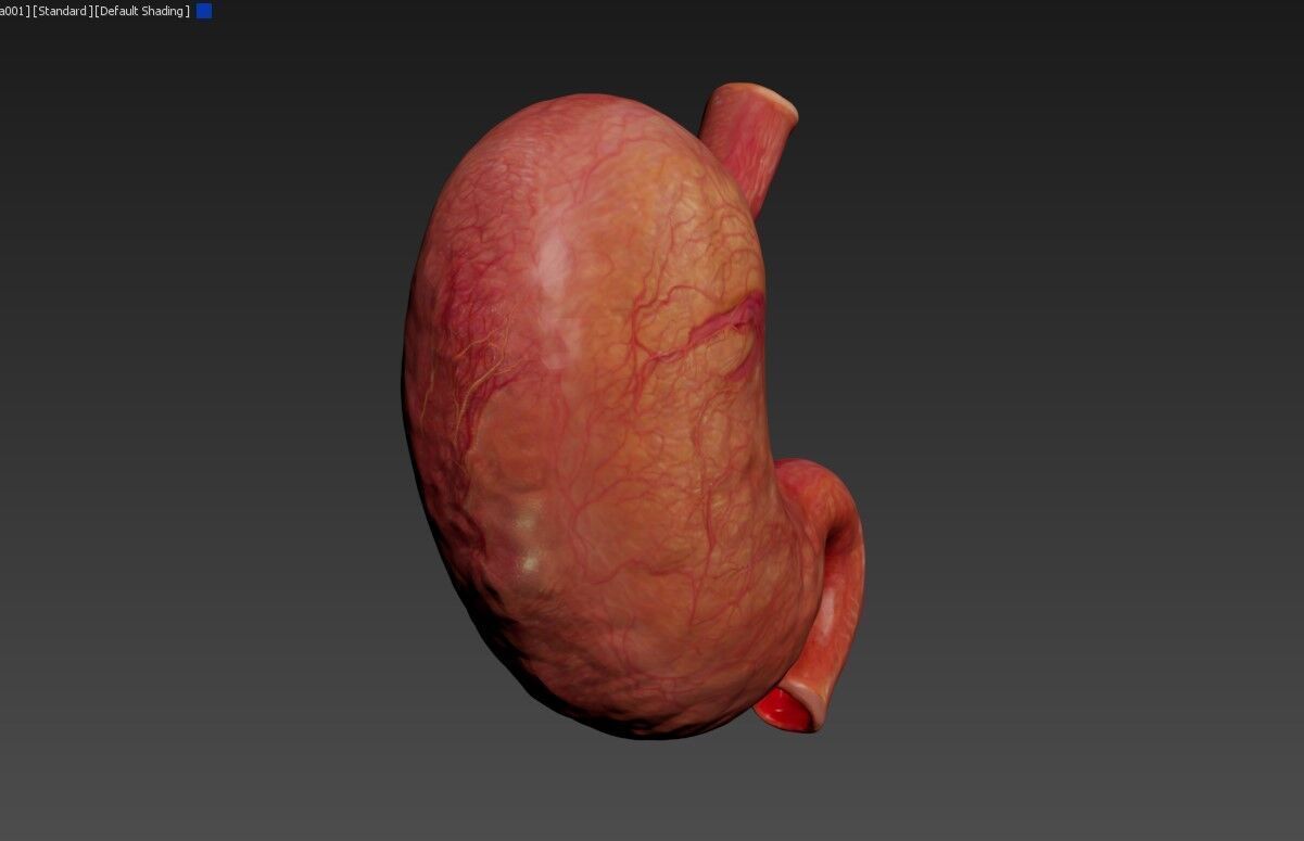 Realistic Human Stomach 3D Model Medical Anatomy Low-poly 3D model_6