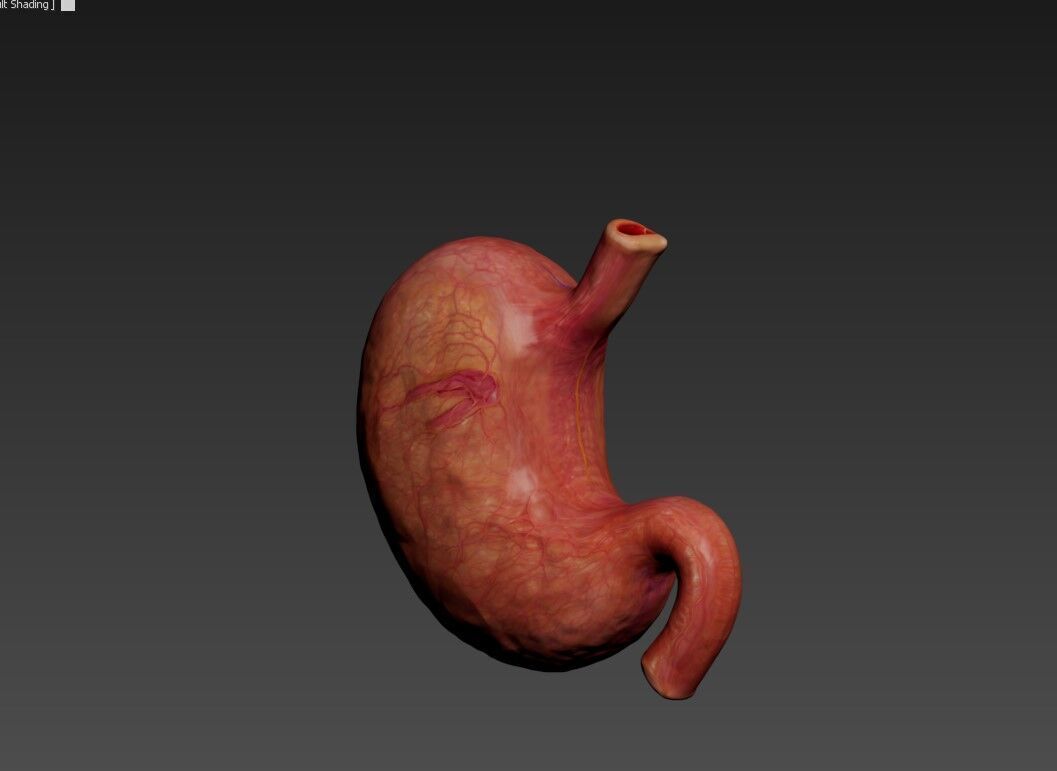 Realistic Human Stomach 3D Model Medical Anatomy Low-poly 3D model_10
