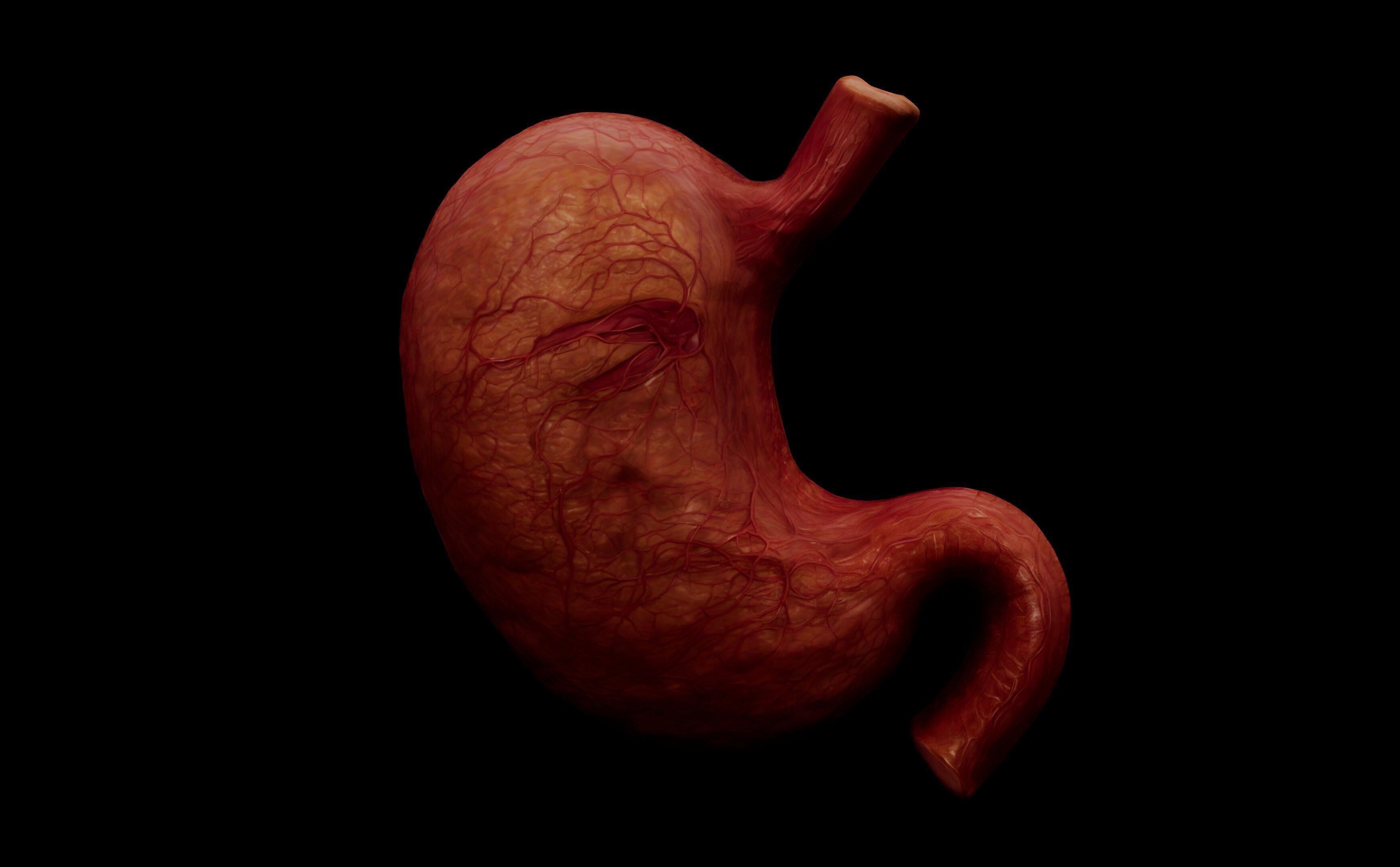 Realistic Human Stomach 3D Model Medical Anatomy Low-poly 3D model_3