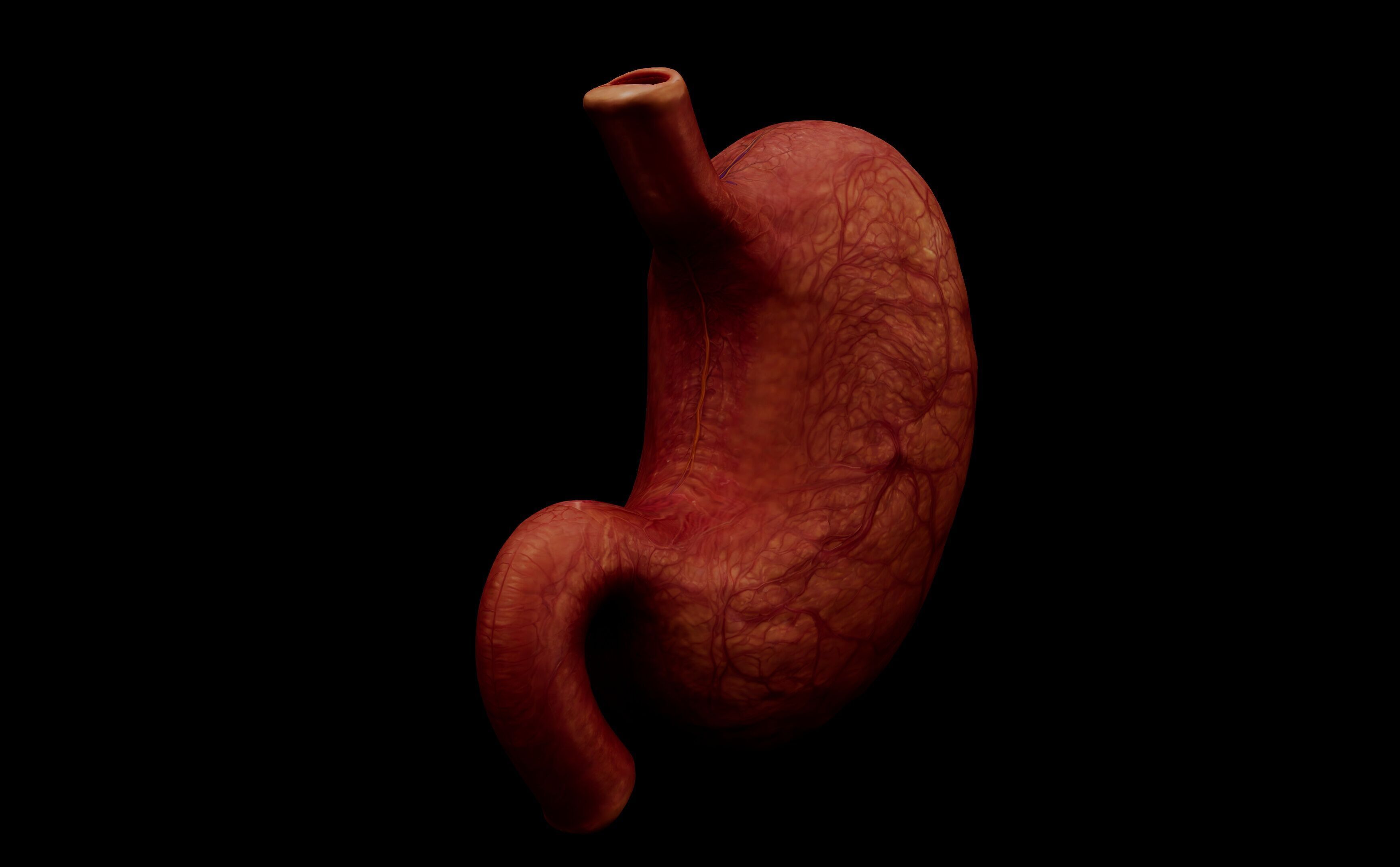Realistic Human Stomach 3D Model Medical Anatomy Low-poly 3D model_20