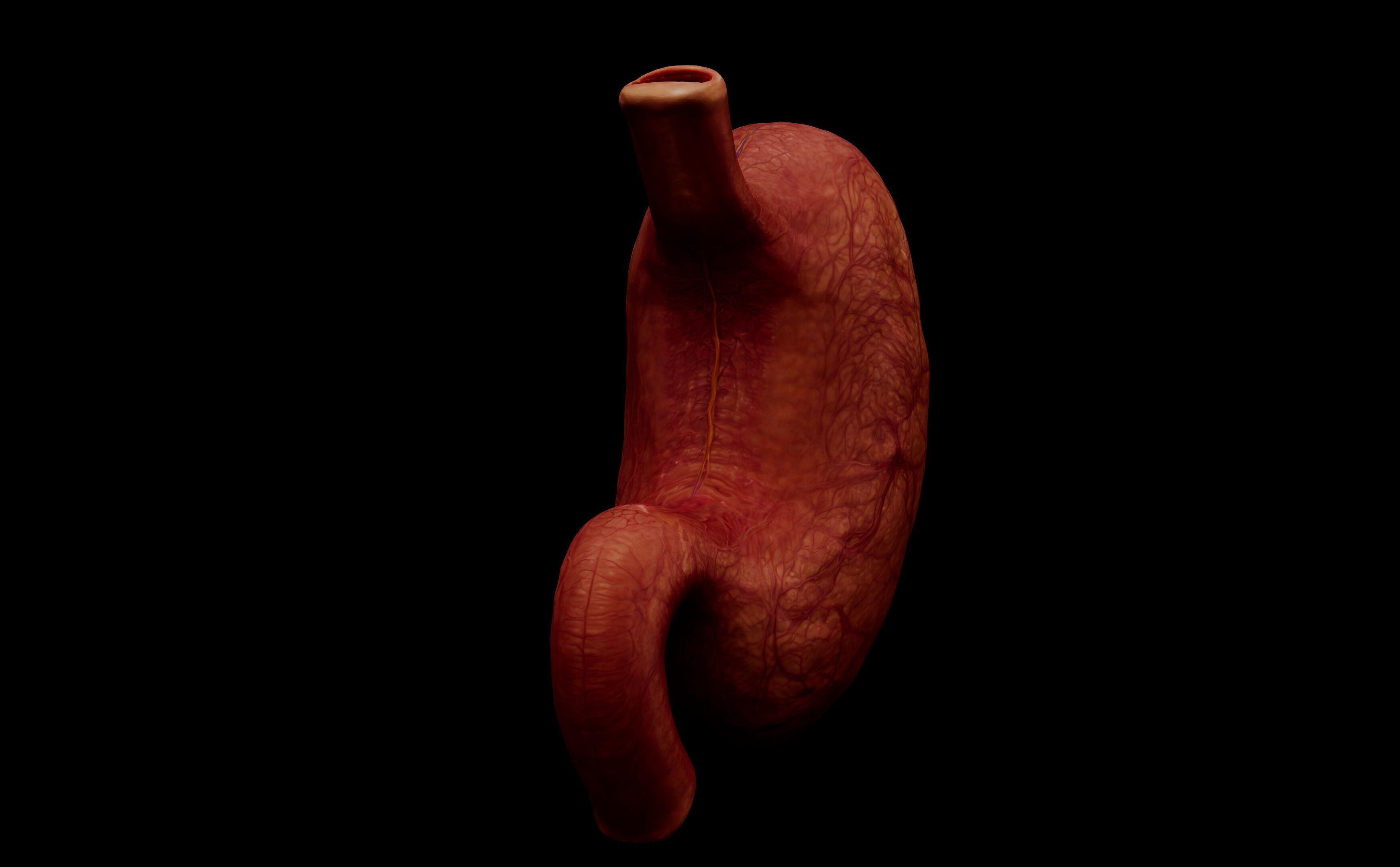 Realistic Human Stomach 3D Model Medical Anatomy Low-poly 3D model_2