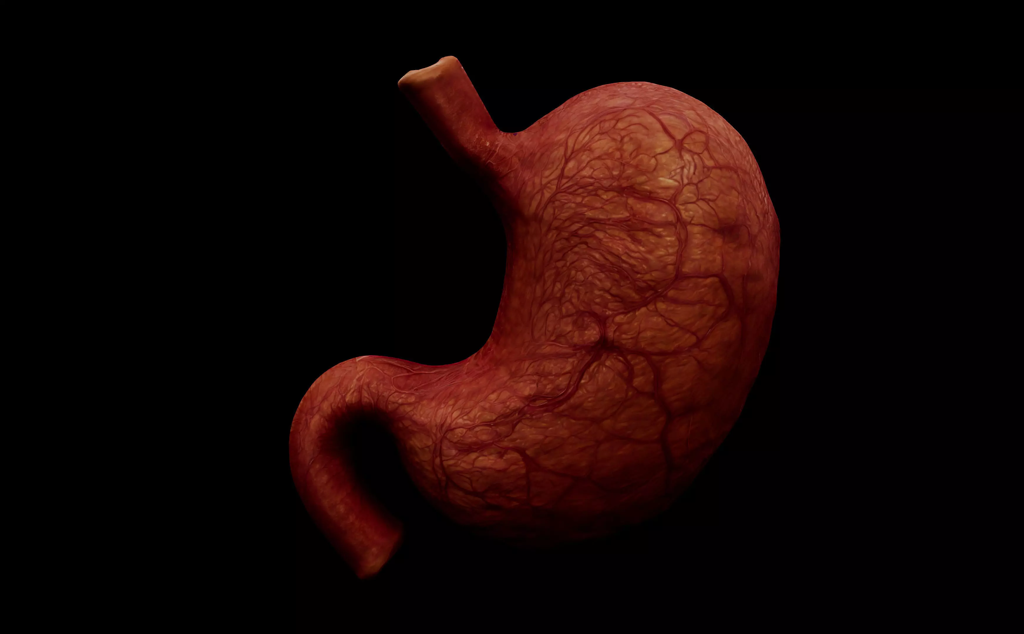 Realistic Human Stomach 3D Model Medical Anatomy Low-poly 3D model_0