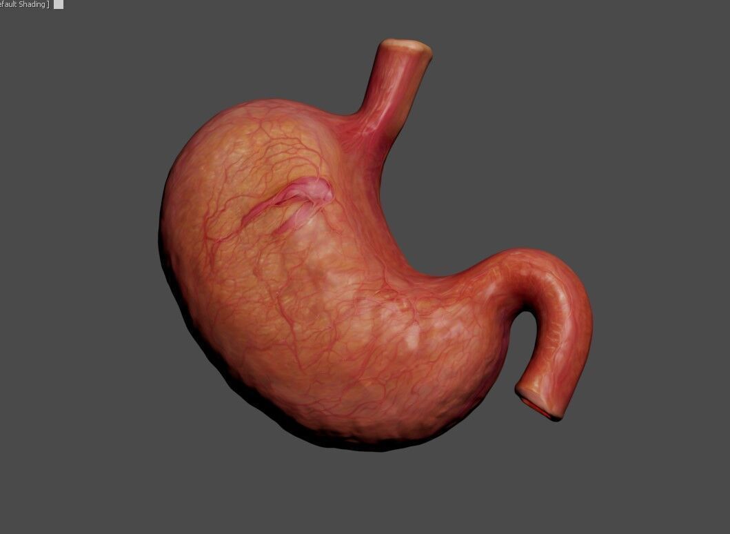 Realistic Human Stomach 3D Model Medical Anatomy Low-poly 3D model_12