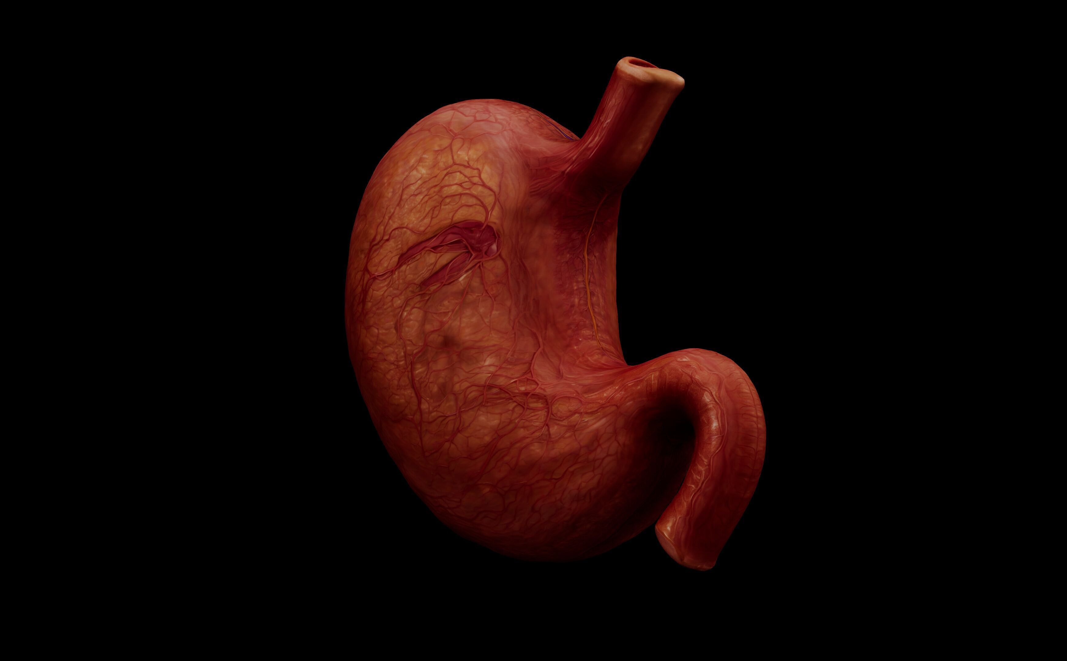 Realistic Human Stomach 3D Model Medical Anatomy Low-poly 3D model_11