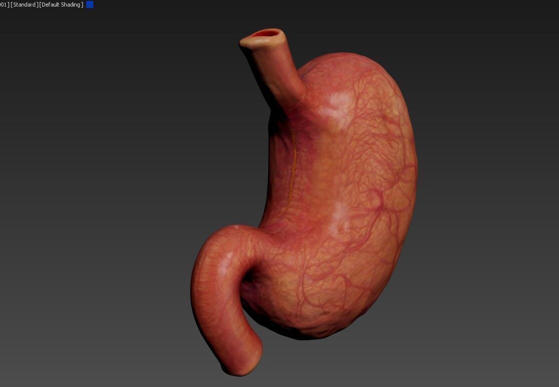 Realistic Human Stomach 3D Model Medical Anatomy Low-poly 3D model_15