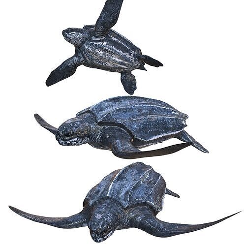 TURTLE ANIMATED Low-poly 3D model