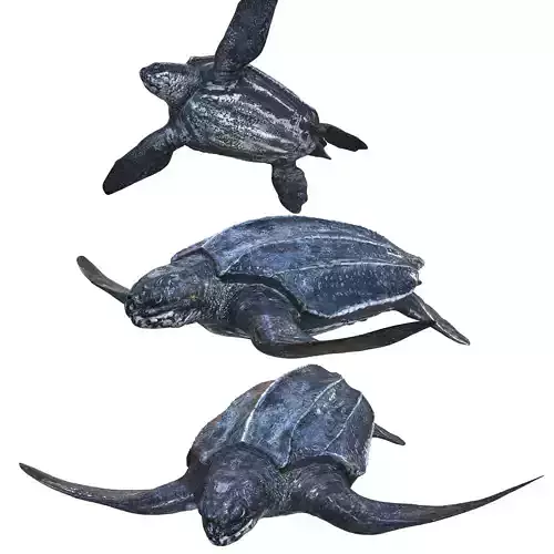 TURTLE ANIMATED