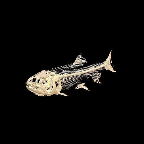 Fish Skeleton SALMON BONES 3D print model