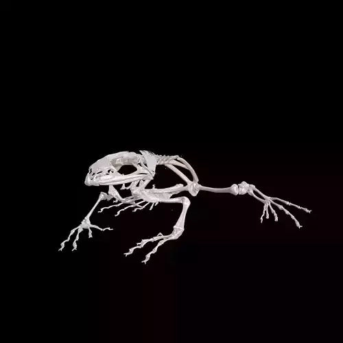 TOAD FROG ANATOMY SKELETON