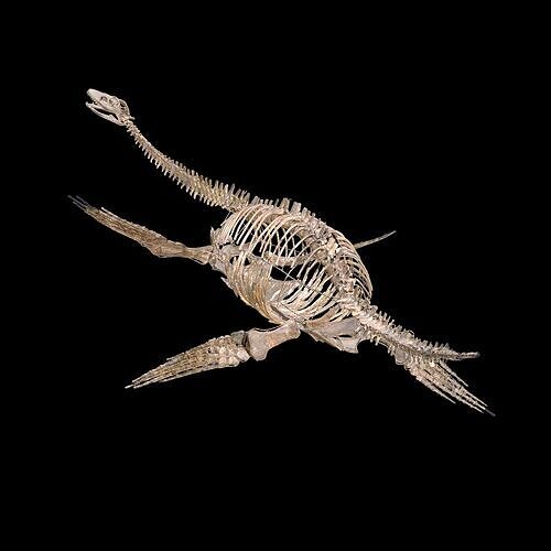 Plesiosaur Sharp Fischsaurier DINOSAUR ANATOMY BONES SKELETON 3D print model