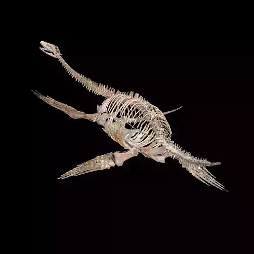 Plesiosaur Sharp Fischsaurier DINOSAUR ANATOMY BONES SKELETON
