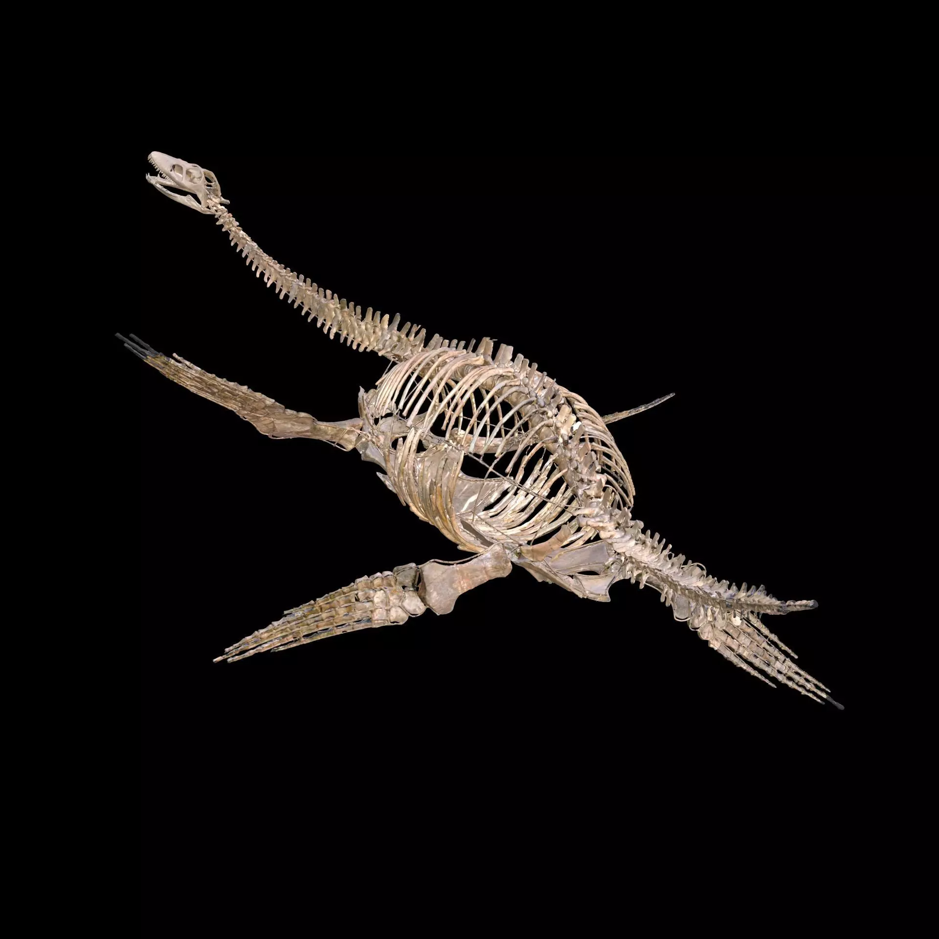 Plesiosaur Sharp Fischsaurier DINOSAUR ANATOMY BONES SKELETON 3D print model_0