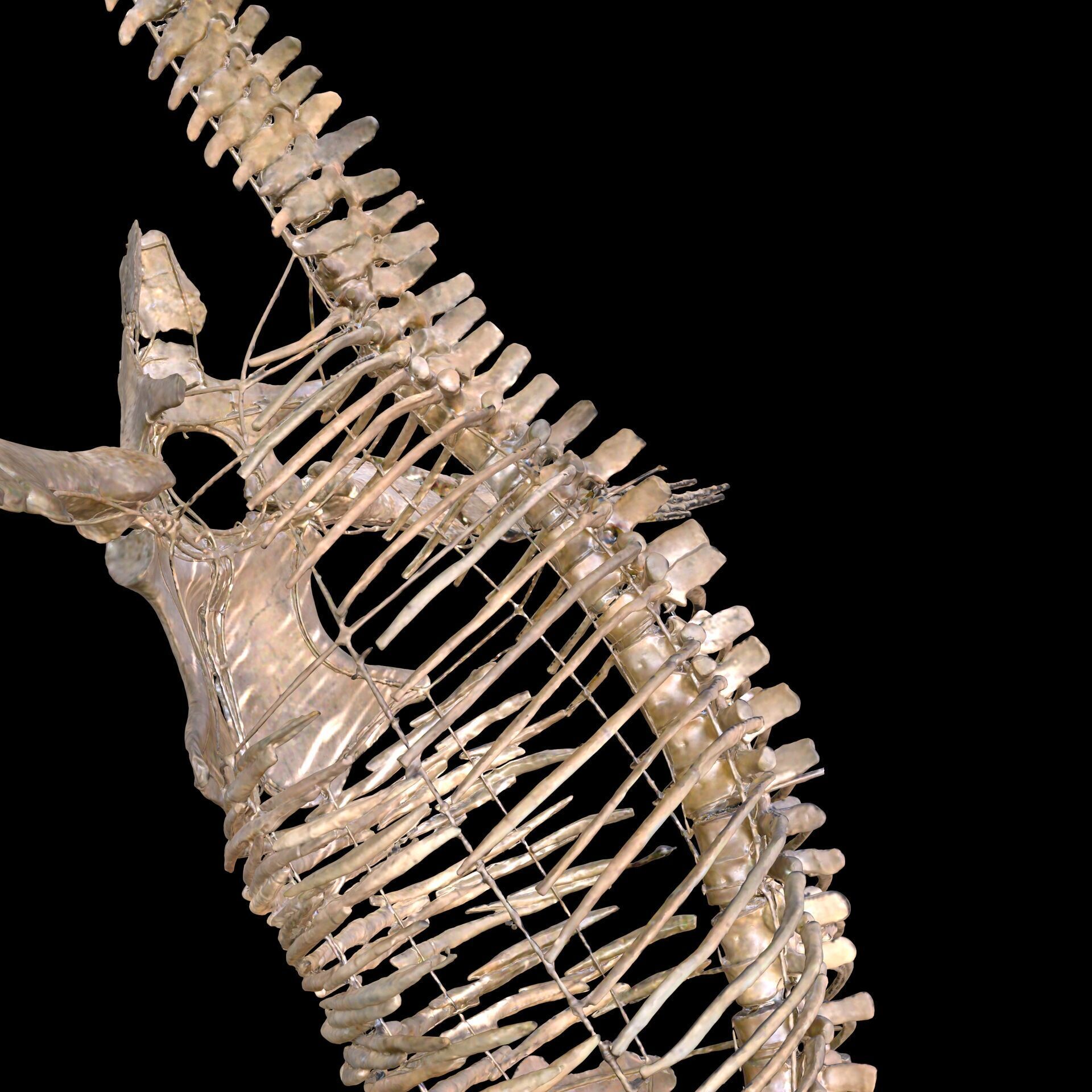 Plesiosaur Sharp Fischsaurier DINOSAUR ANATOMY BONES SKELETON 3D print model_6