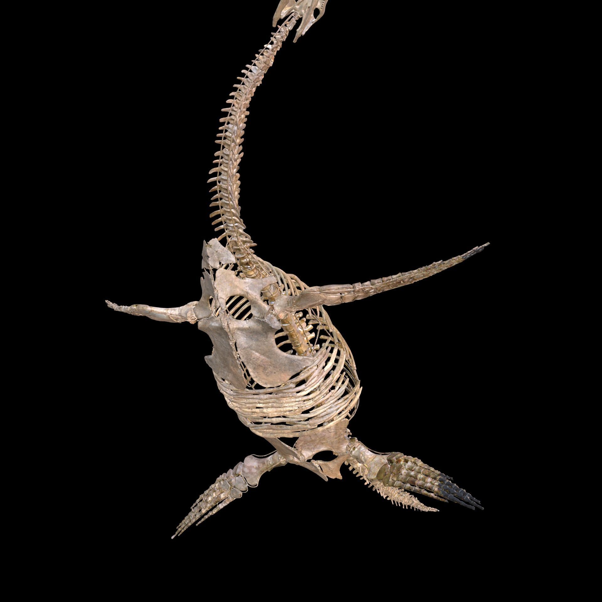 Plesiosaur Sharp Fischsaurier DINOSAUR ANATOMY BONES SKELETON 3D print model_4