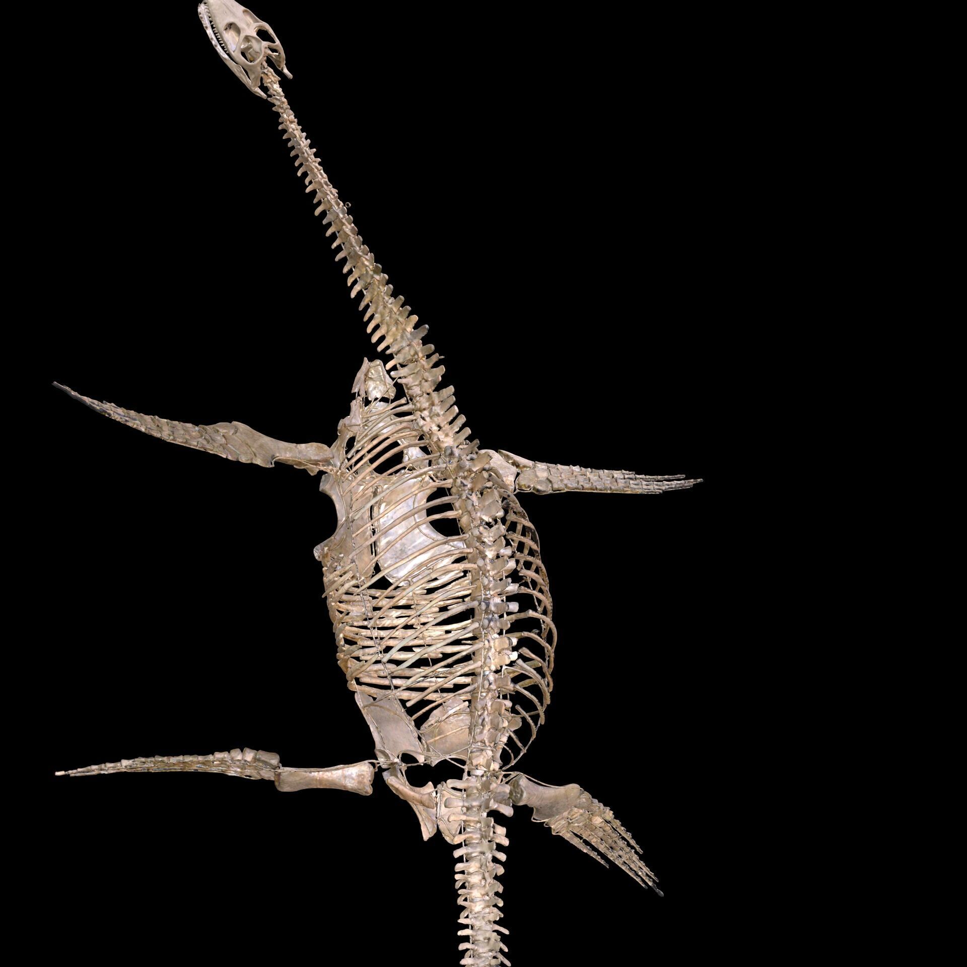 Plesiosaur Sharp Fischsaurier DINOSAUR ANATOMY BONES SKELETON 3D print model_3