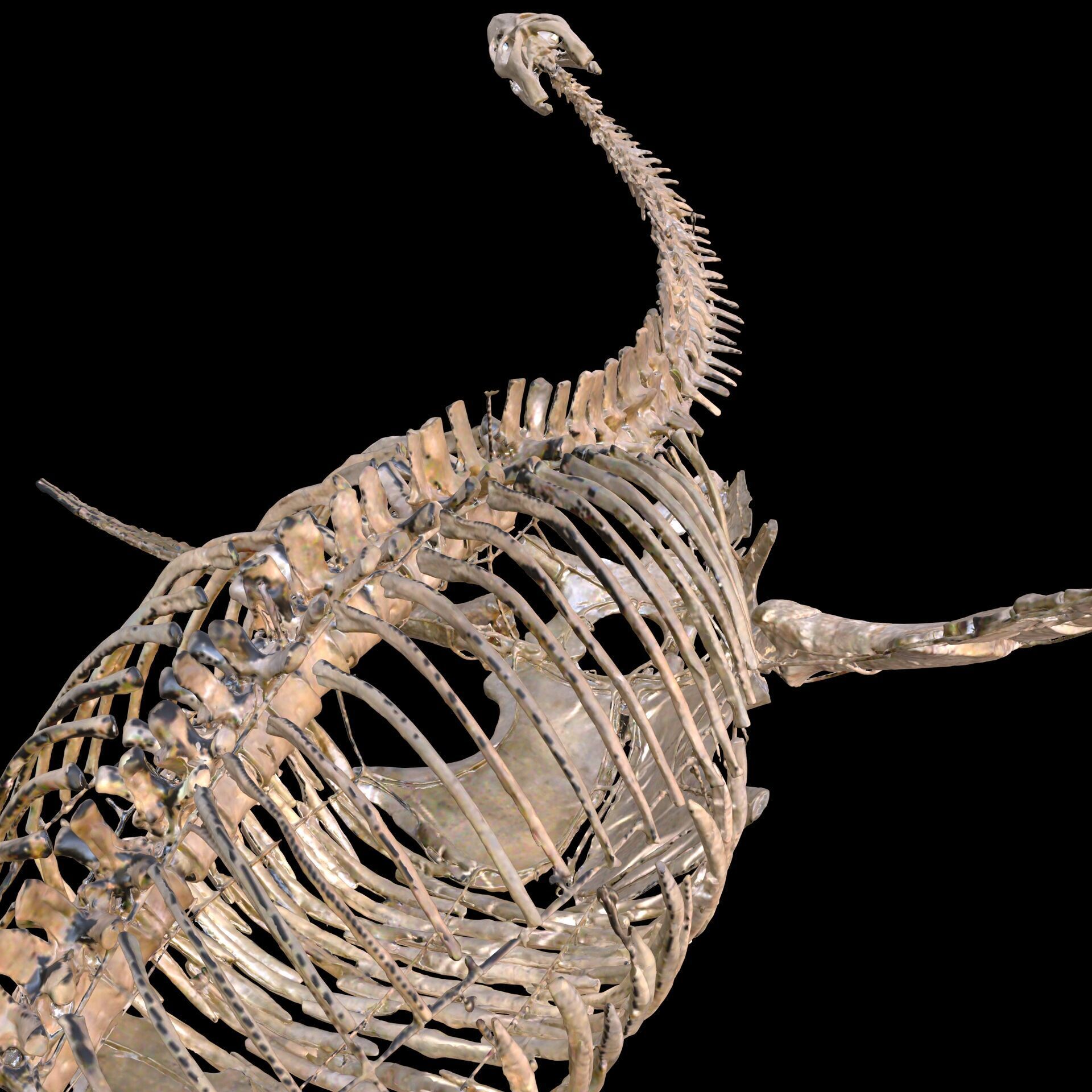 Plesiosaur Sharp Fischsaurier DINOSAUR ANATOMY BONES SKELETON 3D print model_7