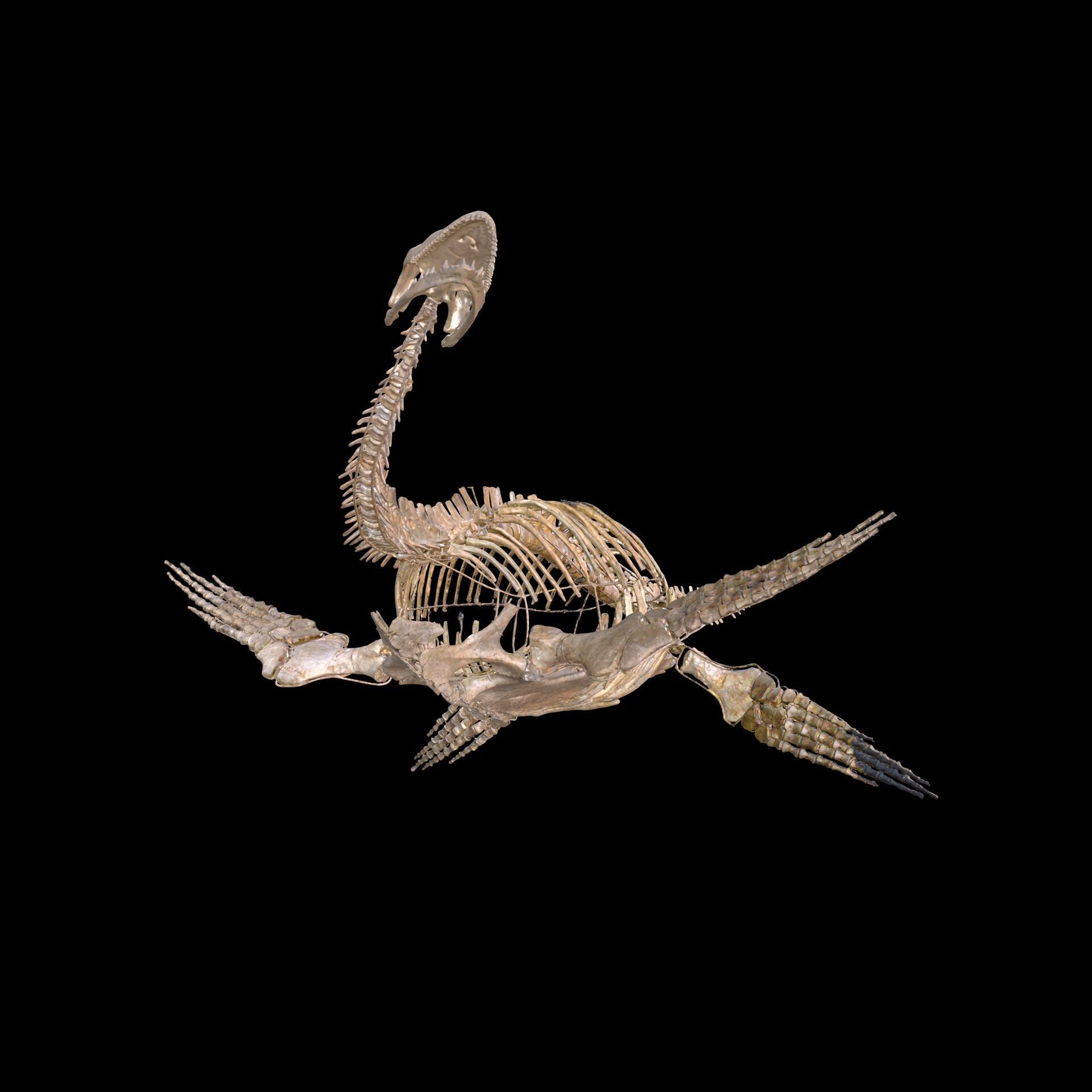Plesiosaur Sharp Fischsaurier DINOSAUR ANATOMY BONES SKELETON 3D print model_2