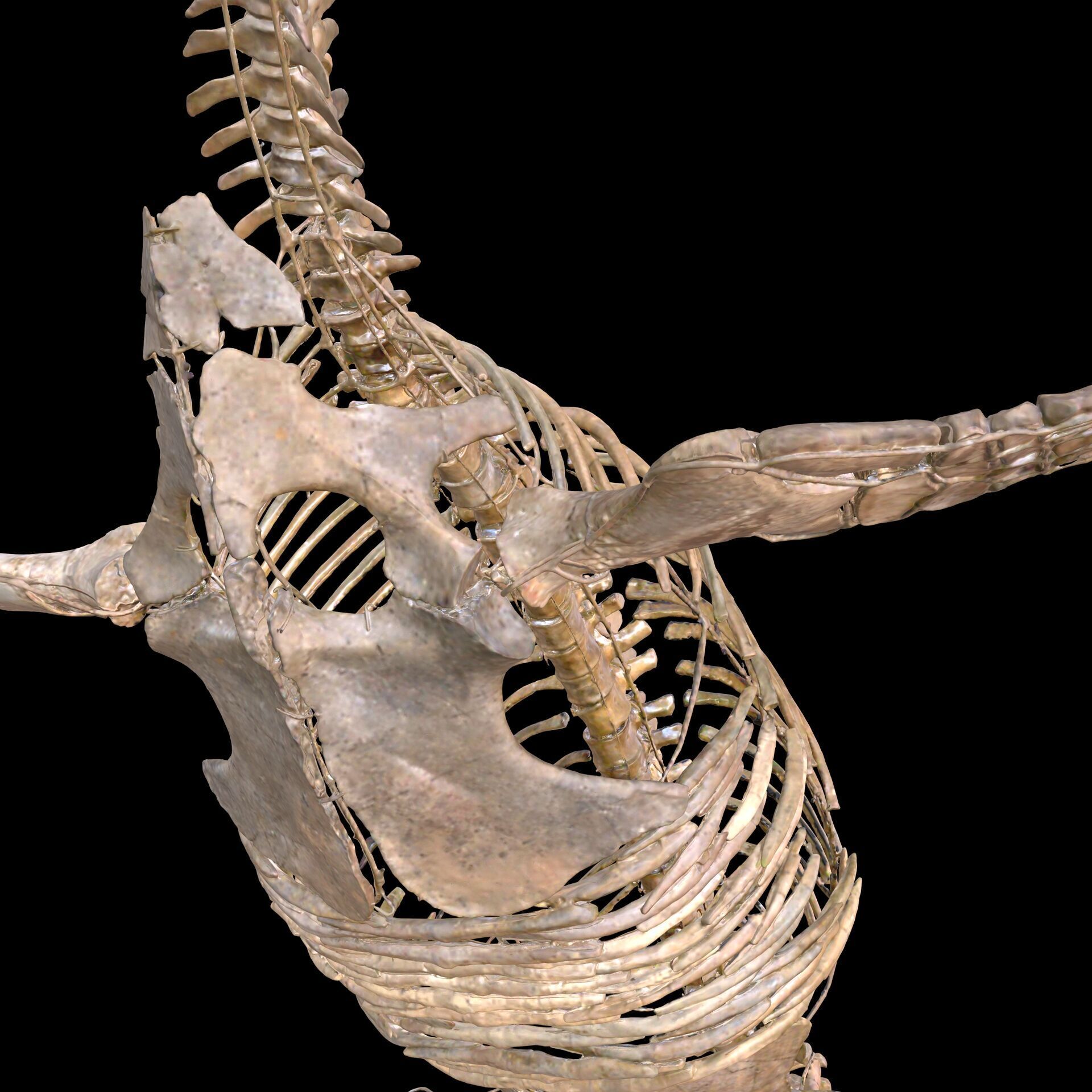 Plesiosaur Sharp Fischsaurier DINOSAUR ANATOMY BONES SKELETON 3D print model_5