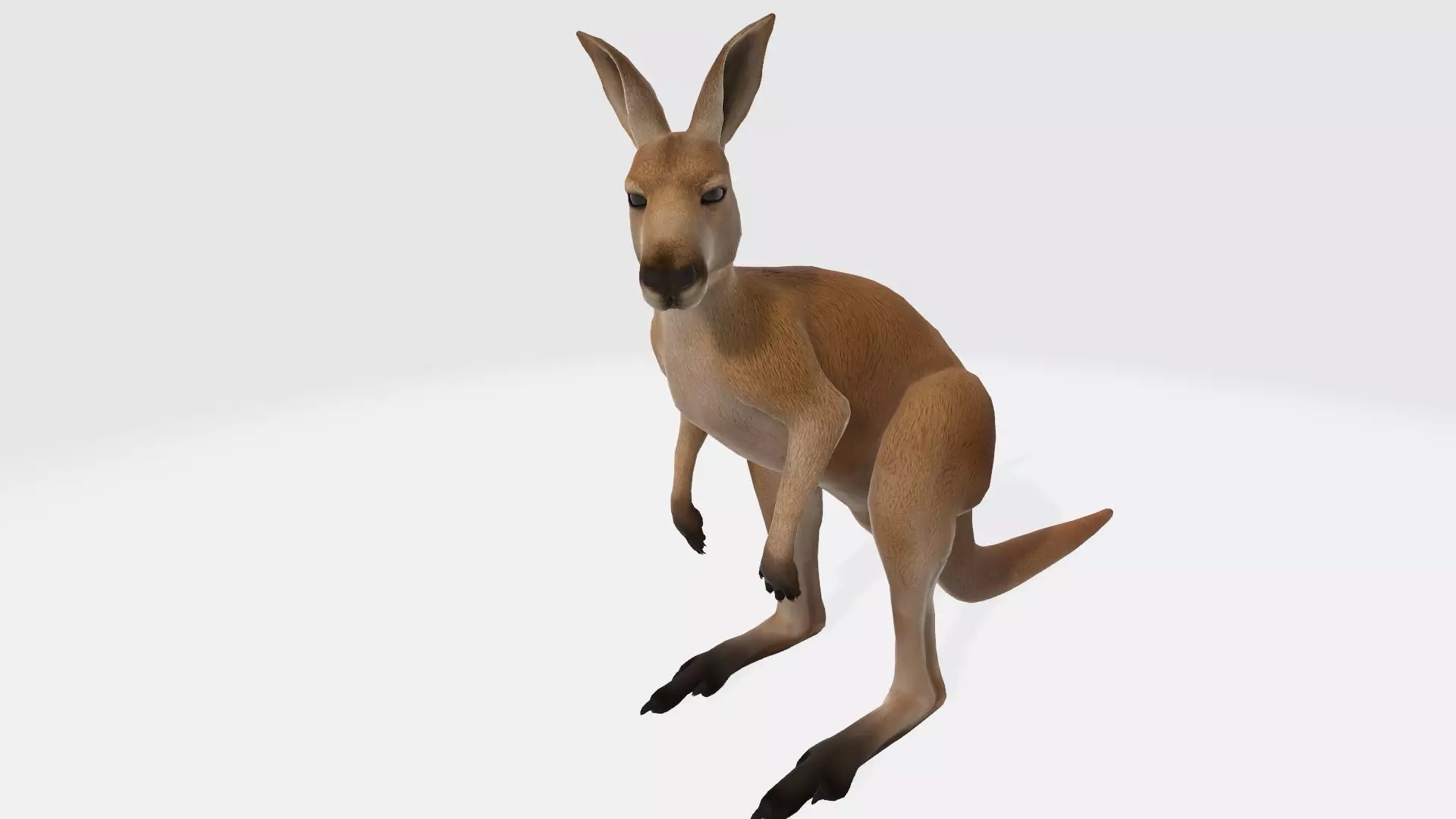 Kangaroo 3D Model Ready to Print 3D print model_0