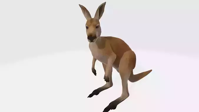 Kangaroo 3D Model Ready to Print