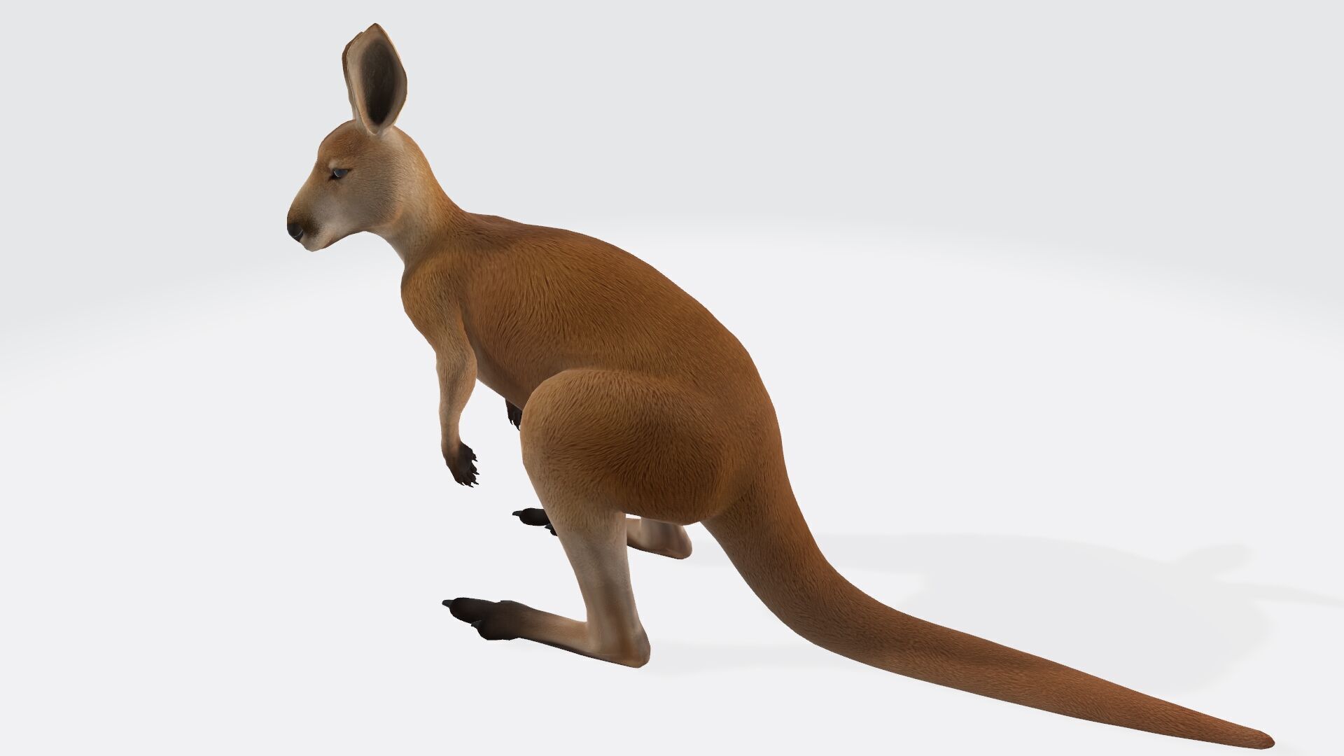 Kangaroo 3D Model Ready to Print 3D print model_1