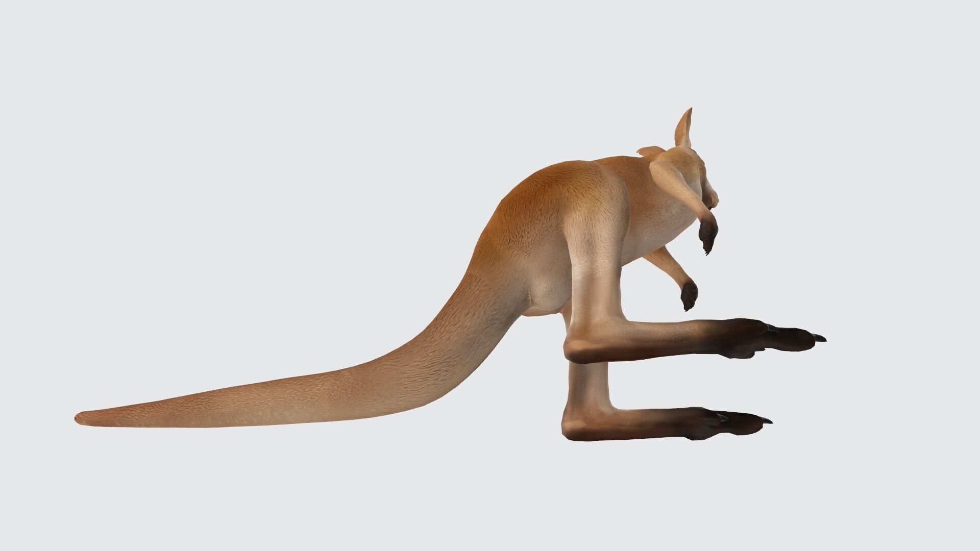 Kangaroo 3D Model Ready to Print 3D print model_2