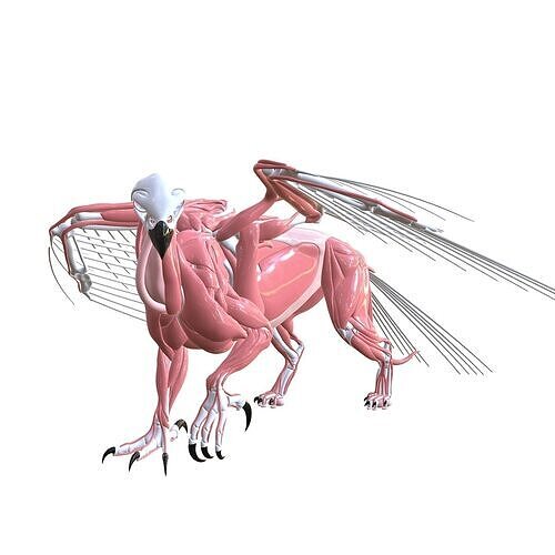 BUCKBEAK BIRD WITHERWINGS BALENICIPITIDAE HIPOGRIFO HARRY POTTER 3D print model