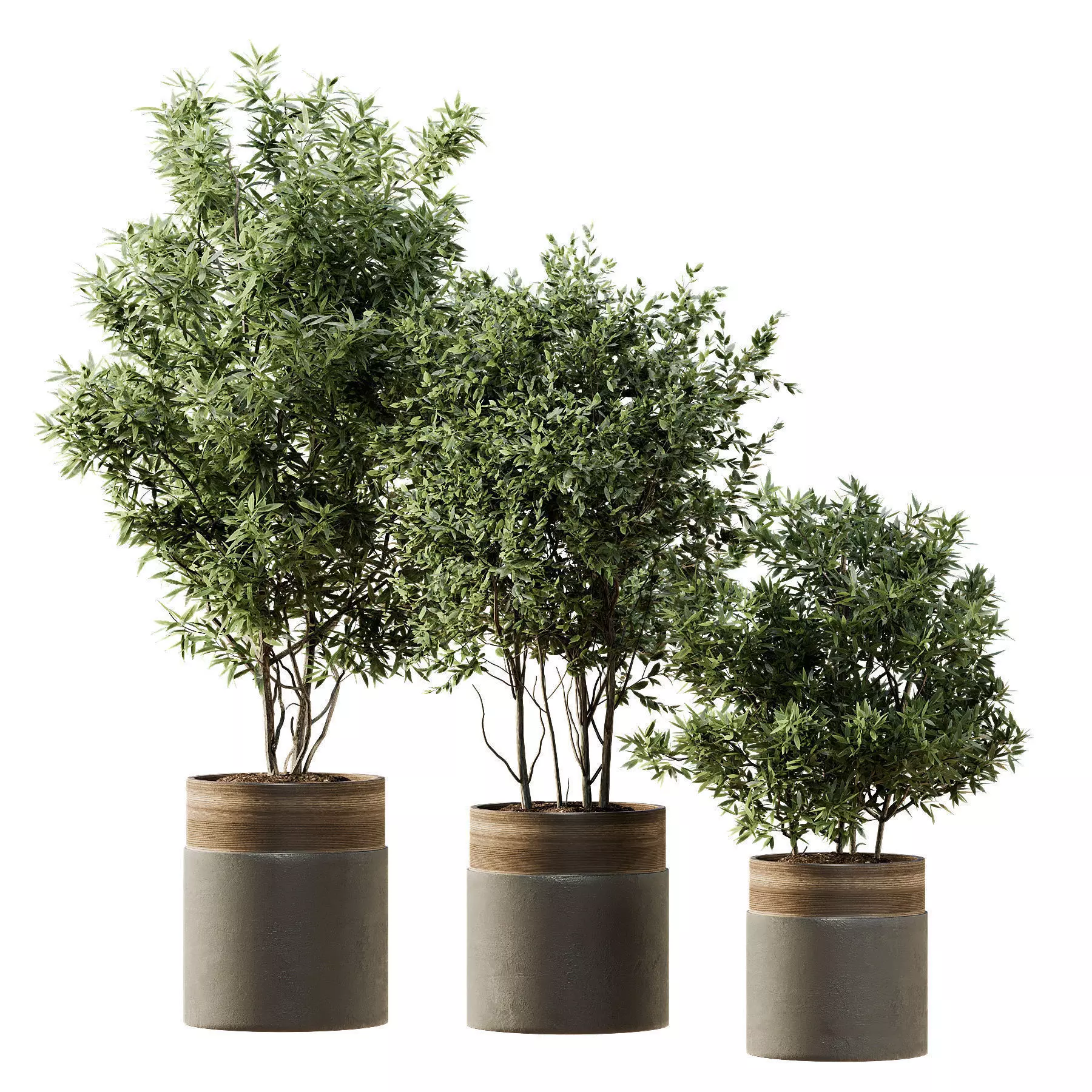 Outdoor Plant 43 3D model