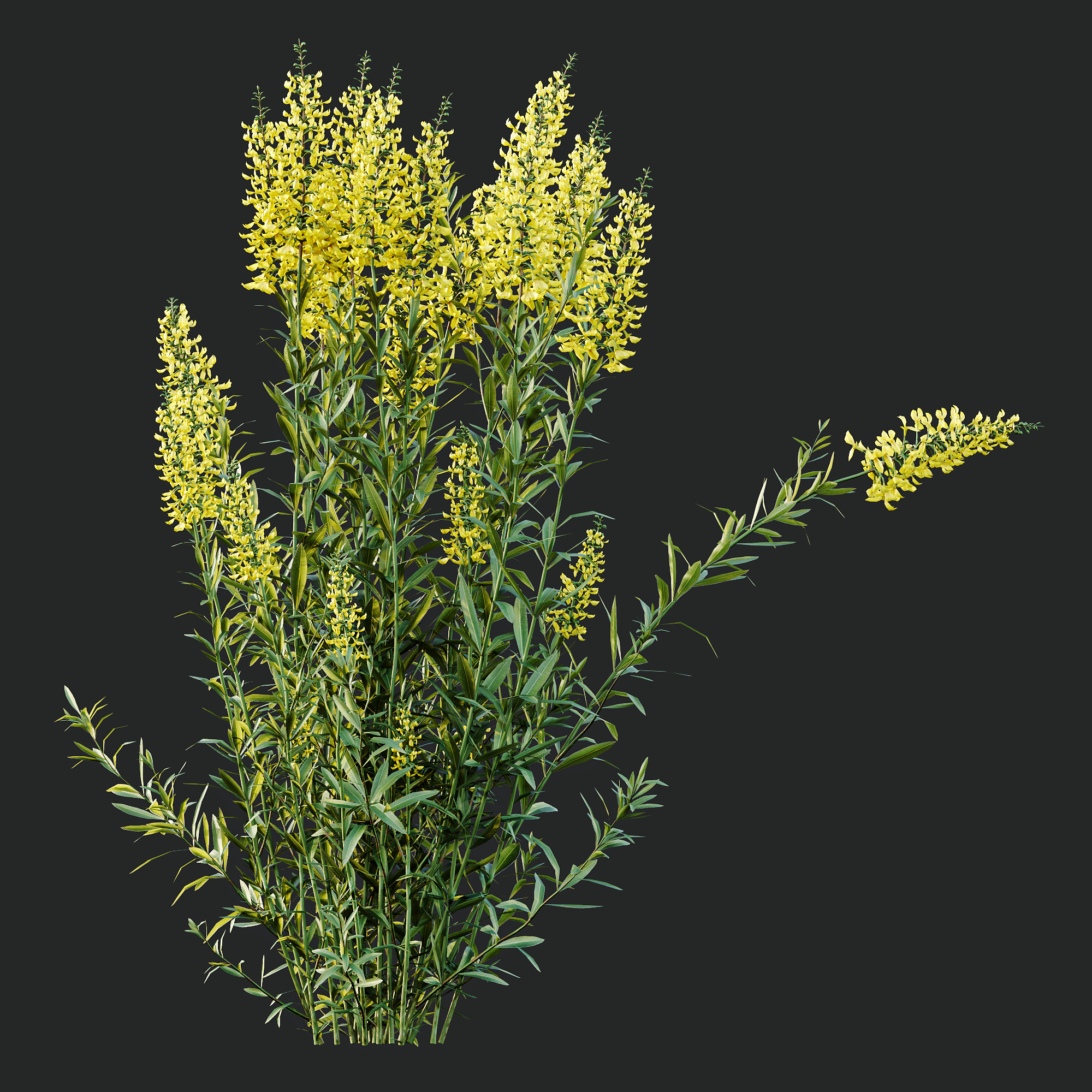 AV 10 Different colorful spring bushes 3D model_10